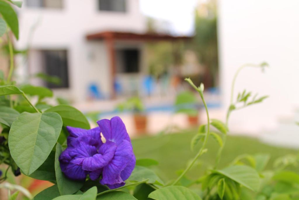 Green Oasis Home Boutique Playa del Carmen Habitación foto